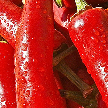 网站建设首页设计效果如何兼顾搜索引擎？