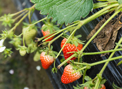 如何去优化企业网站的长尾关键词